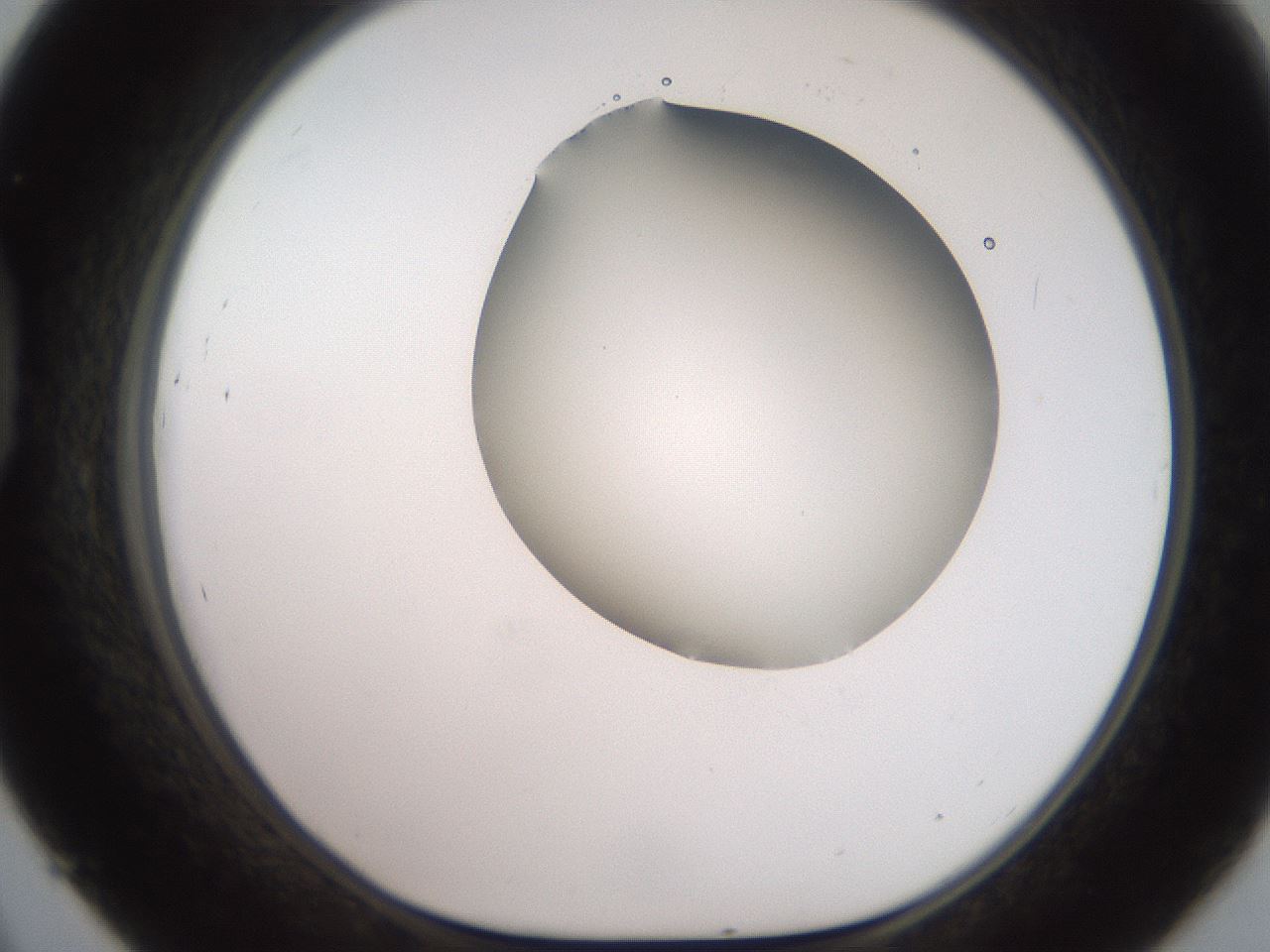 folderID501_plateID2501_batchID12082_wellNum45_profileID1_d1_r188104_ef.jpg