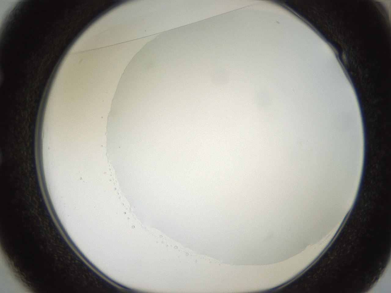 folderID501_plateID2501_batchID12082_wellNum49_profileID1_d1_r188108_ef.jpg