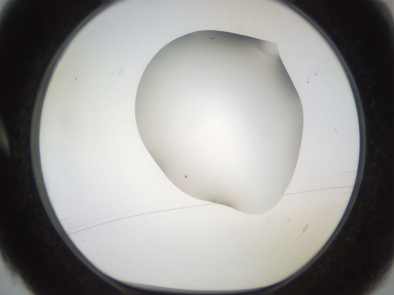 folderID501_plateID2501_batchID12082_wellNum4_profileID1_d1_r188063_ef.jpg