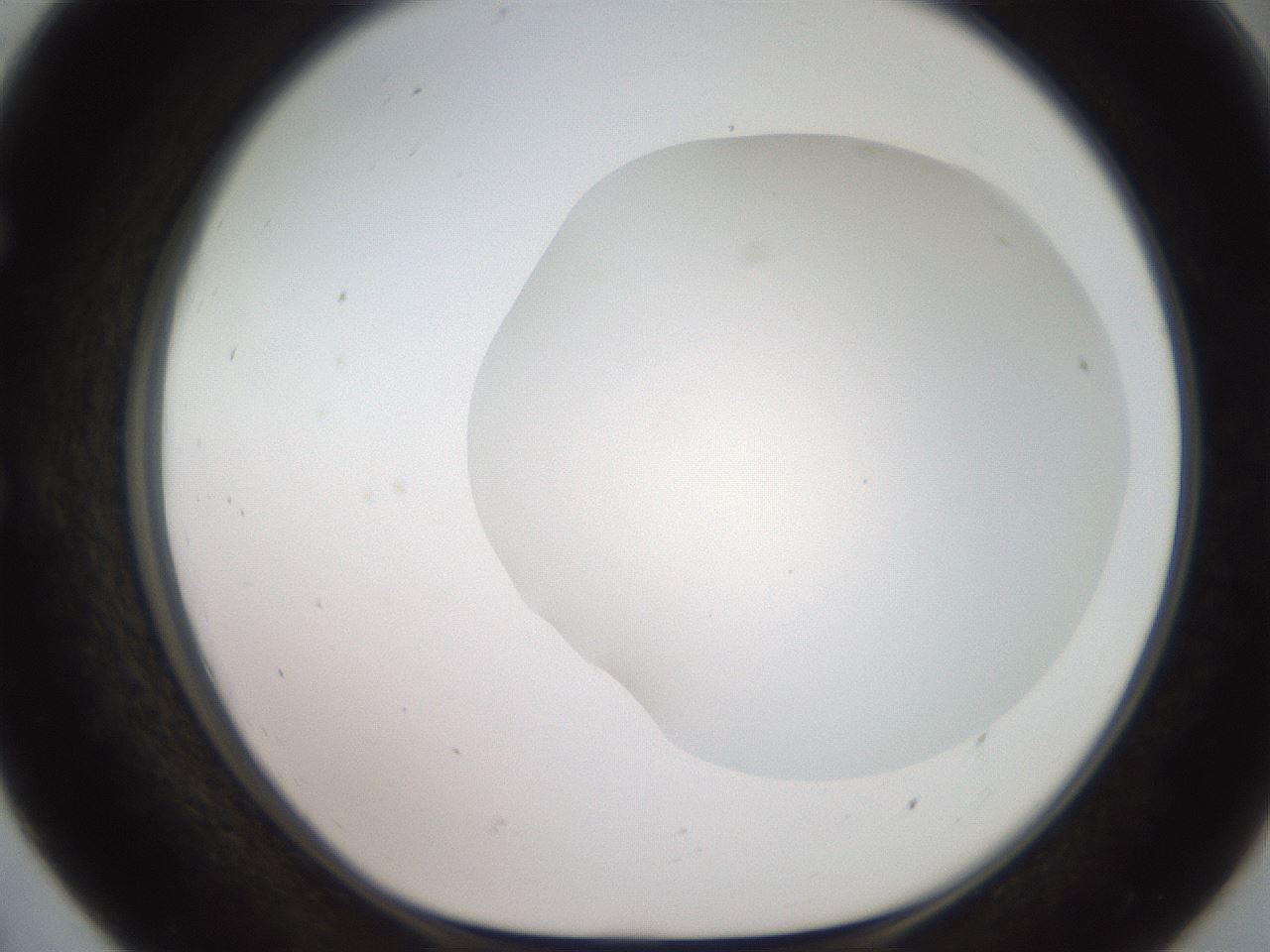 folderID501_plateID2501_batchID12082_wellNum55_profileID1_d1_r188114_ef.jpg