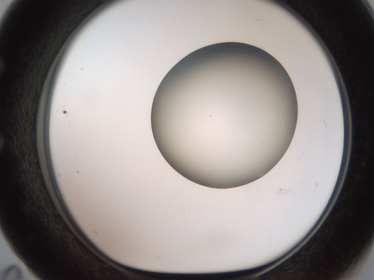 folderID501_plateID2501_batchID12082_wellNum59_profileID1_d1_r188118_ef.jpg