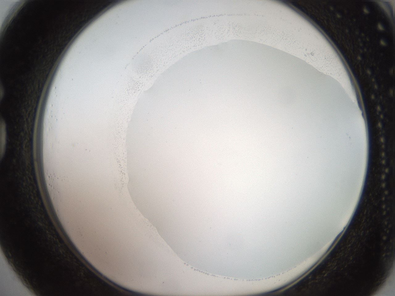 folderID501_plateID2501_batchID12082_wellNum73_profileID1_d1_r188132_ef.jpg