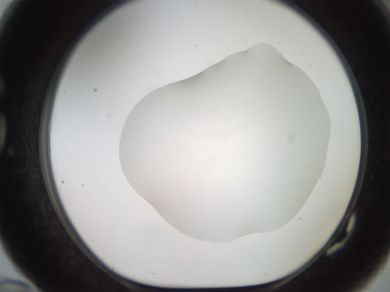 folderID501_plateID2501_batchID12082_wellNum82_profileID1_d1_r188141_ef.jpg