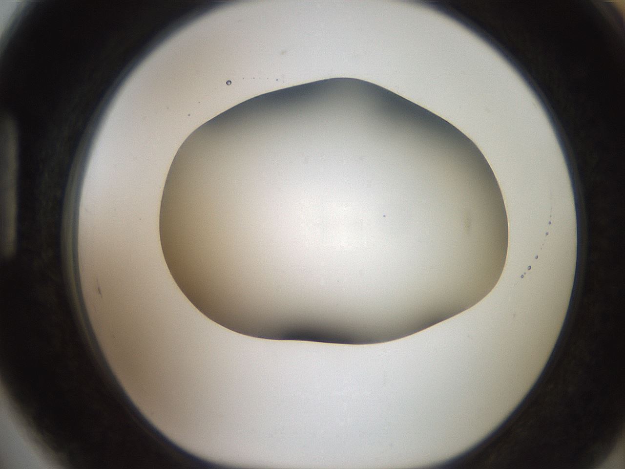 folderID501_plateID2501_batchID12082_wellNum89_profileID1_d1_r188148_ef.jpg