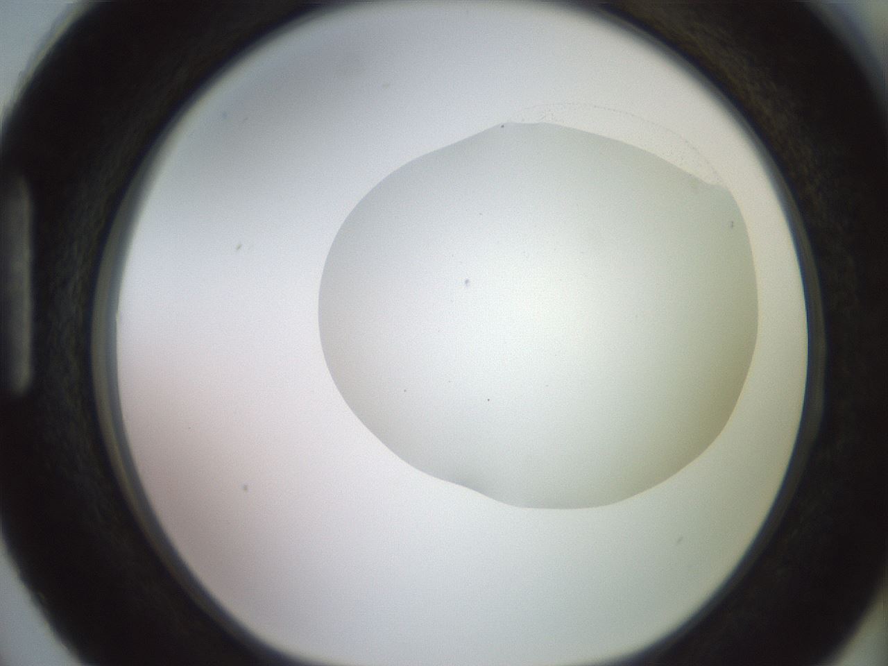 folderID502_plateID2502_batchID12084_wellNum87_profileID1_d1_r188338_ef.jpg