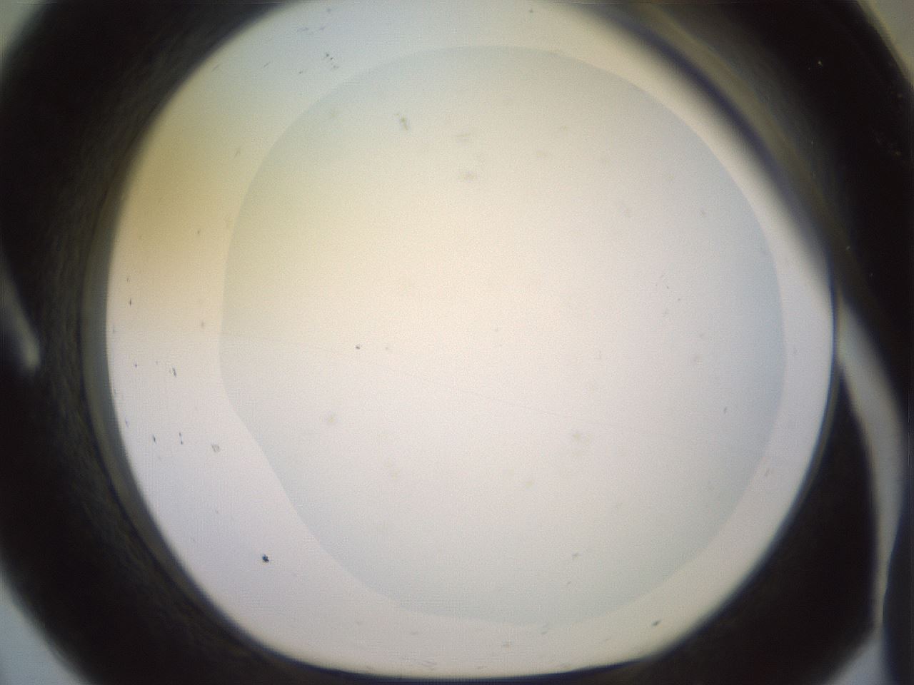 folderID502_plateID2502_batchID12084_wellNum8_profileID1_d1_r188259_ef.jpg