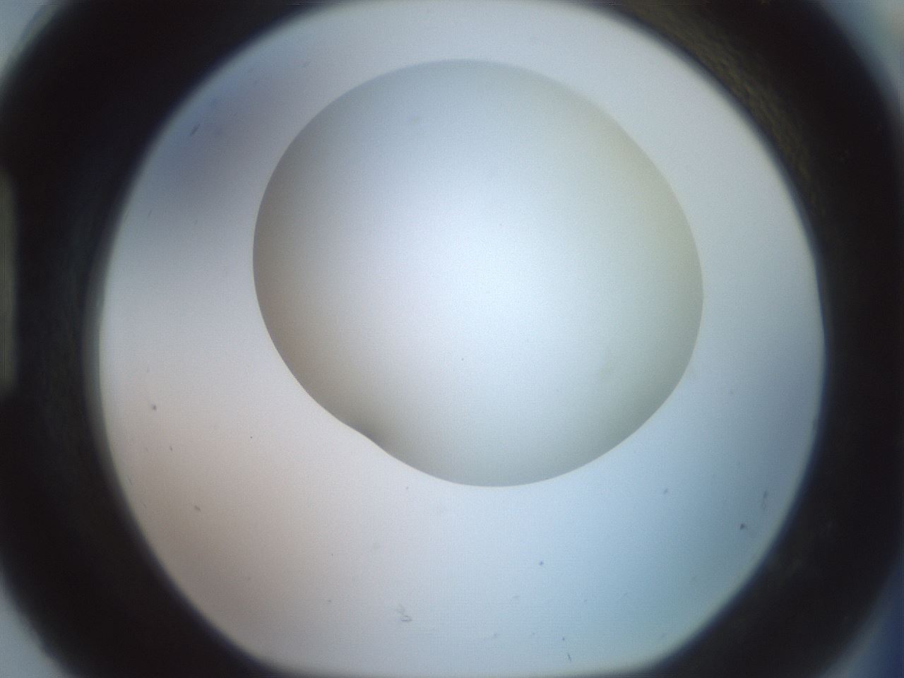 folderID502_plateID2502_batchID12084_wellNum92_profileID1_d1_r188343_ef.jpg