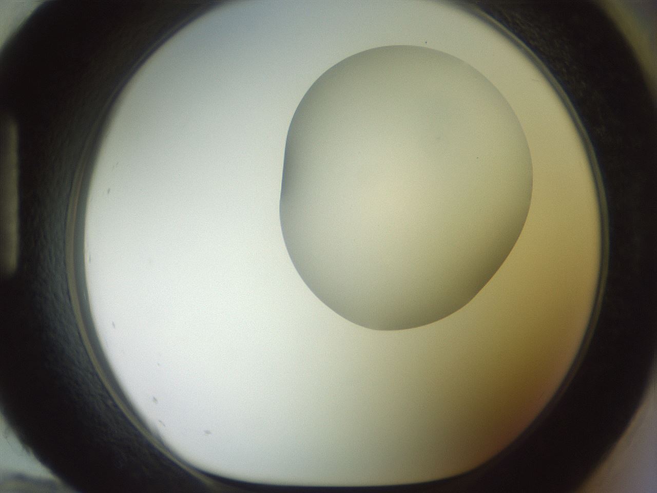 folderID502_plateID2502_batchID12084_wellNum96_profileID1_d1_r188347_ef.jpg