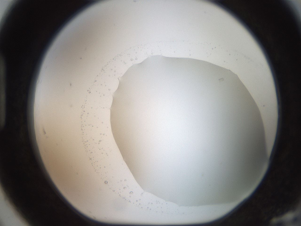 folderID503_plateID2503_batchID12083_wellNum91_profileID1_d1_r188246_ef.jpg