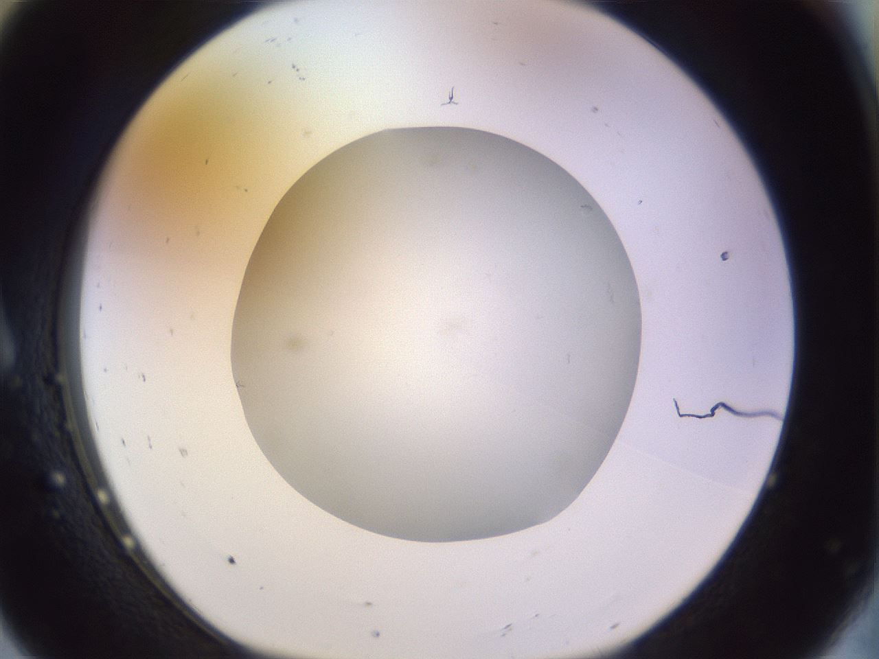 folderID503_plateID1503_batchID5928_wellNum8_profileID1_d1_r95448_ef.jpg
