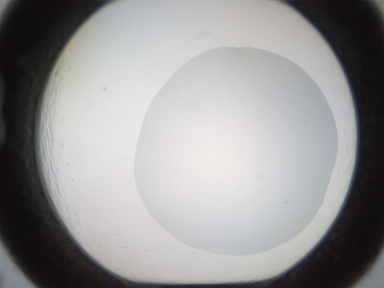 folderID503_plateID2503_batchID12083_wellNum19_profileID1_d1_r188174_ef.jpg