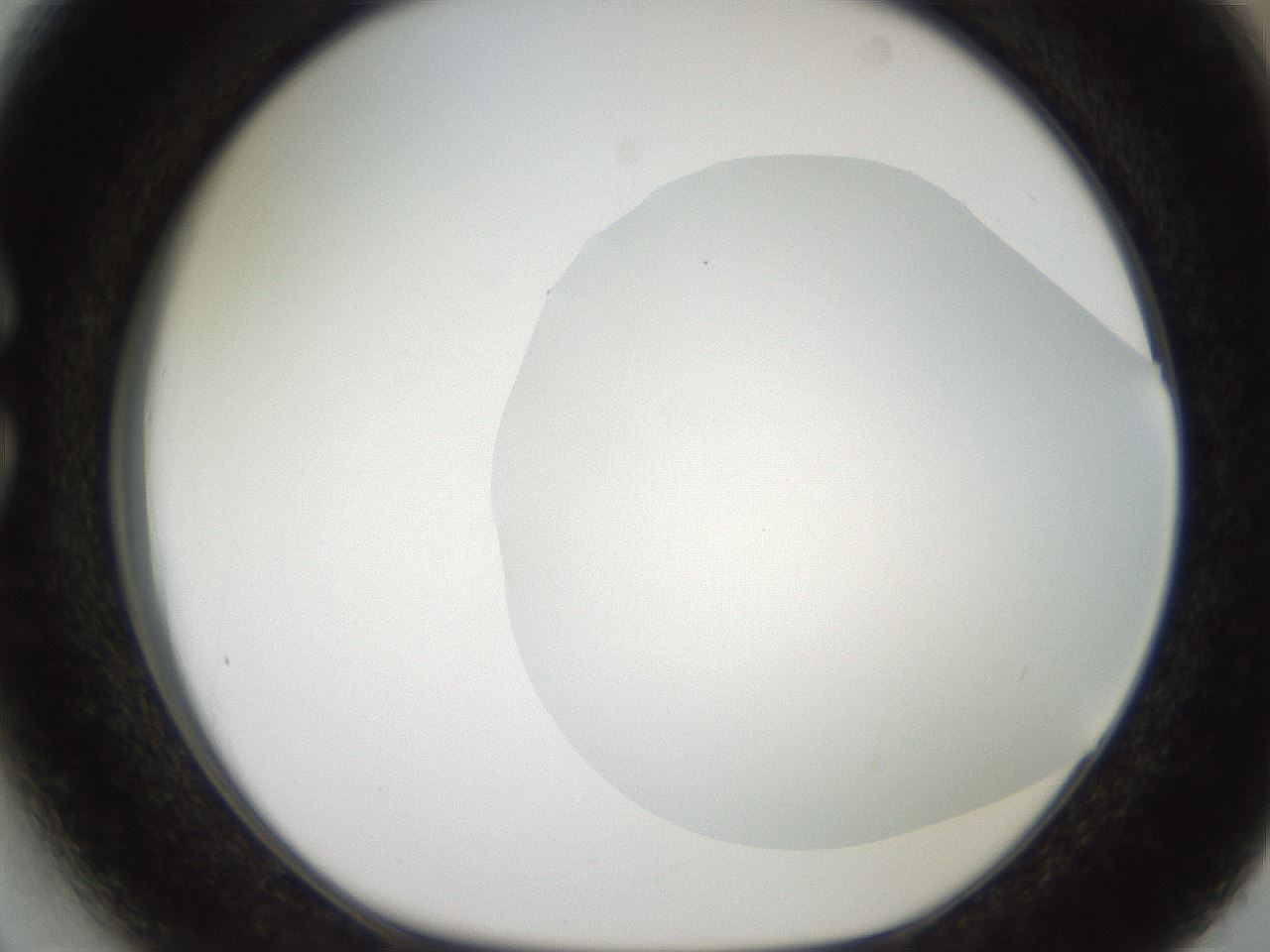folderID503_plateID2503_batchID12083_wellNum27_profileID1_d1_r188182_ef.jpg