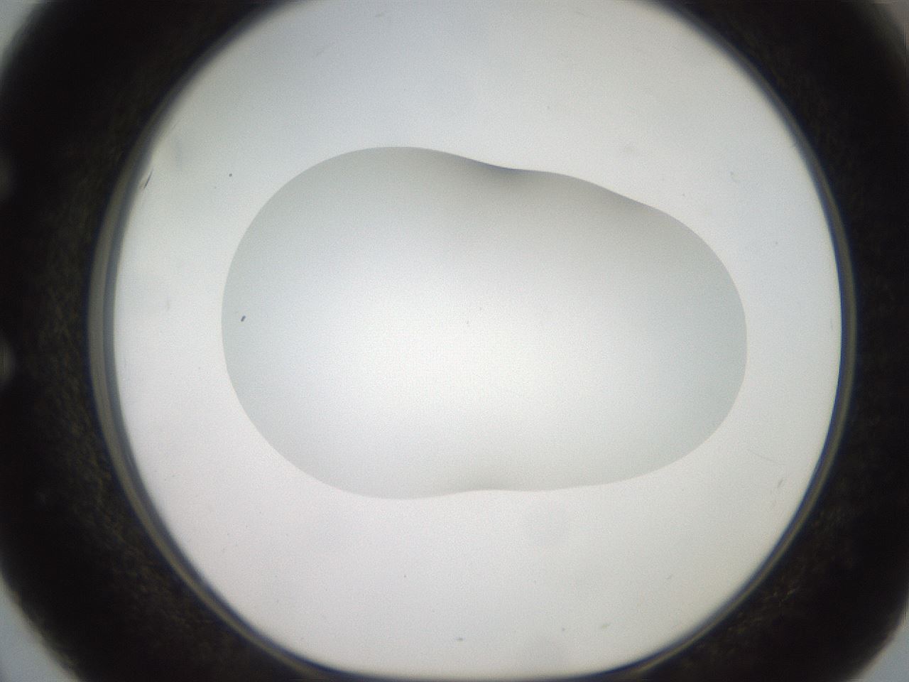 folderID503_plateID2503_batchID12083_wellNum51_profileID1_d1_r188206_ef.jpg