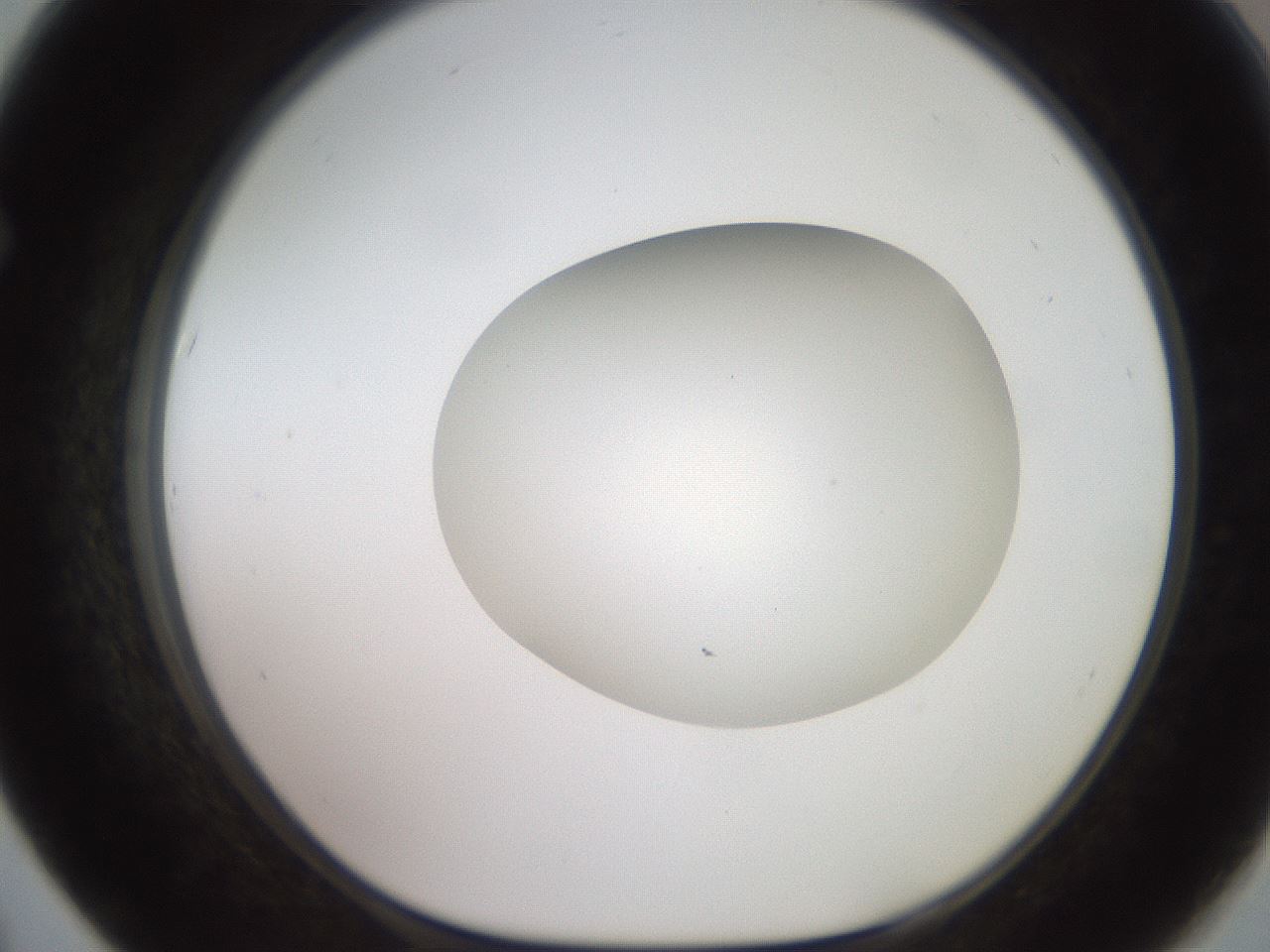 folderID503_plateID2503_batchID12083_wellNum67_profileID1_d1_r188222_ef.jpg