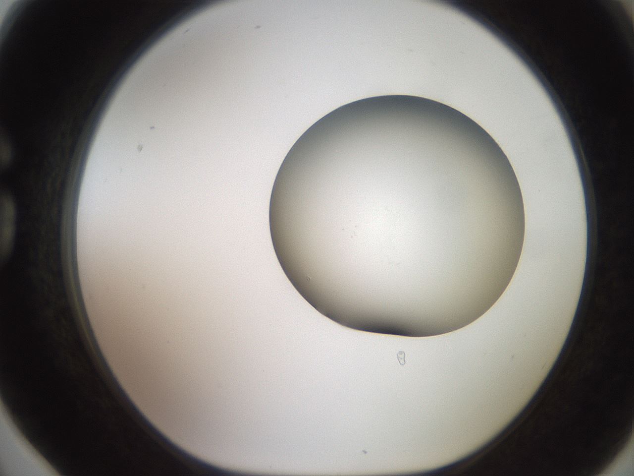 folderID503_plateID2503_batchID12083_wellNum78_profileID1_d1_r188233_ef.jpg