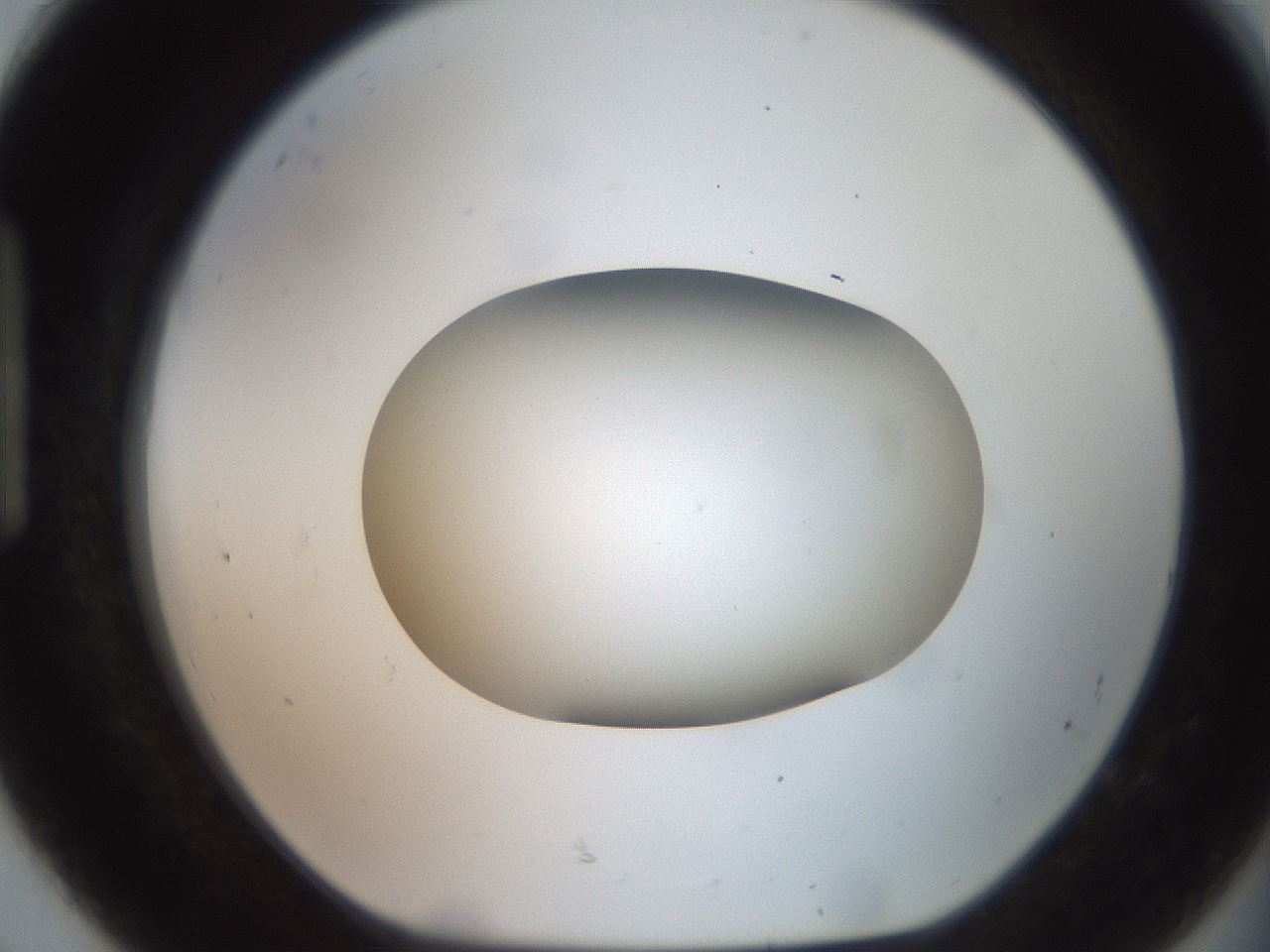 folderID503_plateID2503_batchID12083_wellNum92_profileID1_d1_r188247_ef.jpg