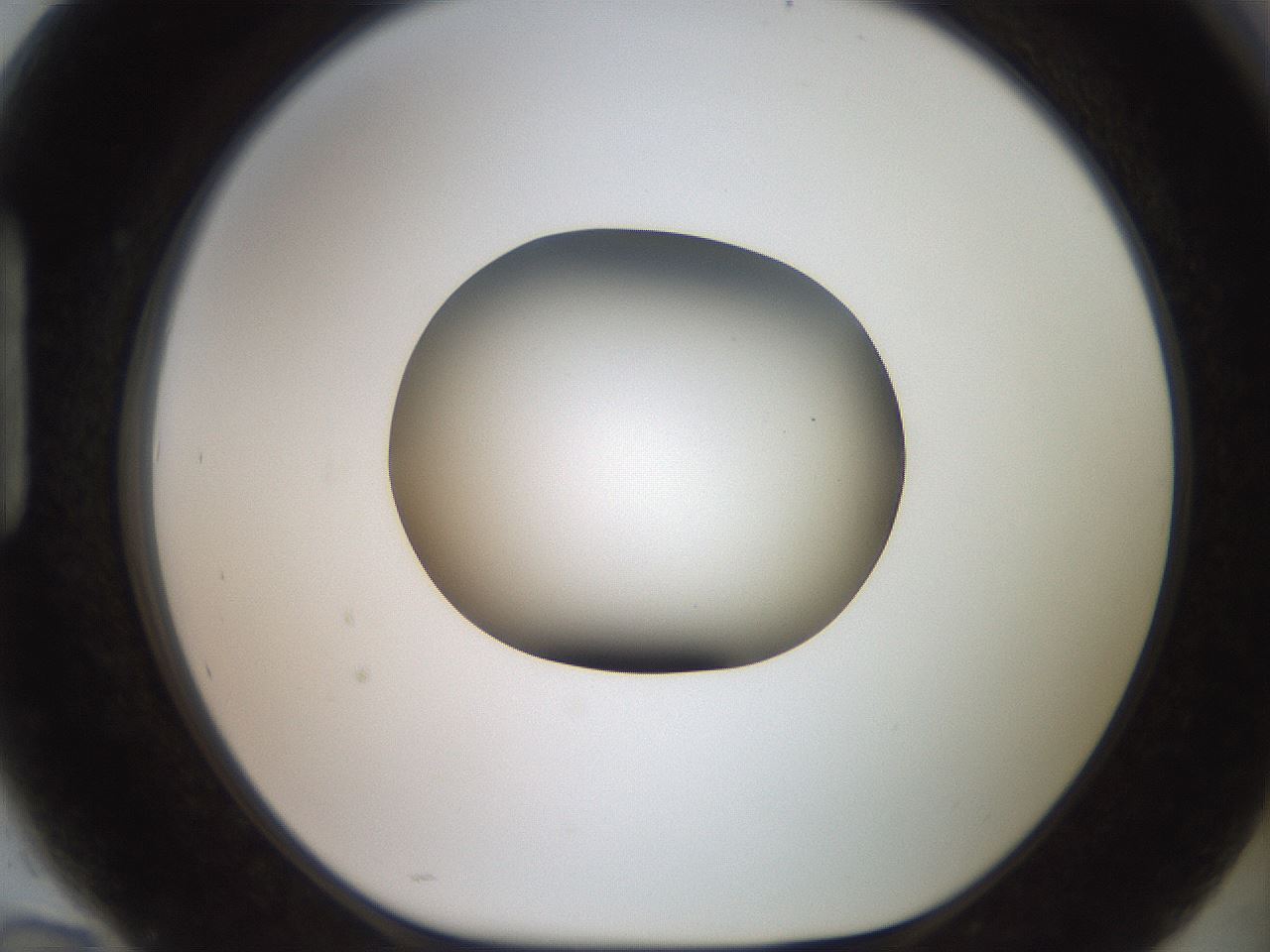 folderID503_plateID2503_batchID12083_wellNum94_profileID1_d1_r188249_ef.jpg