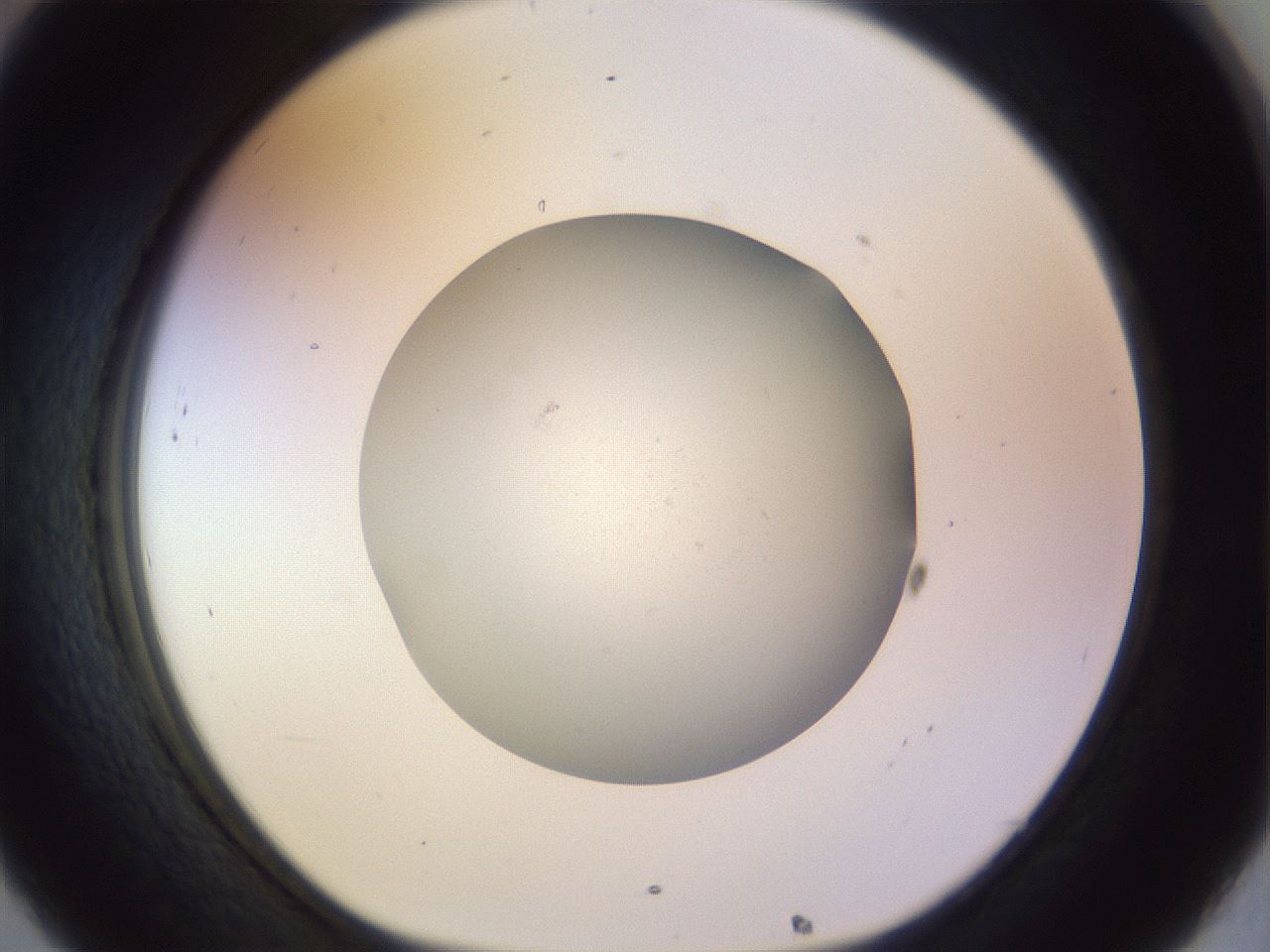 folderID504_plateID1504_batchID5906_wellNum32_profileID1_d1_r95568_ef.jpg