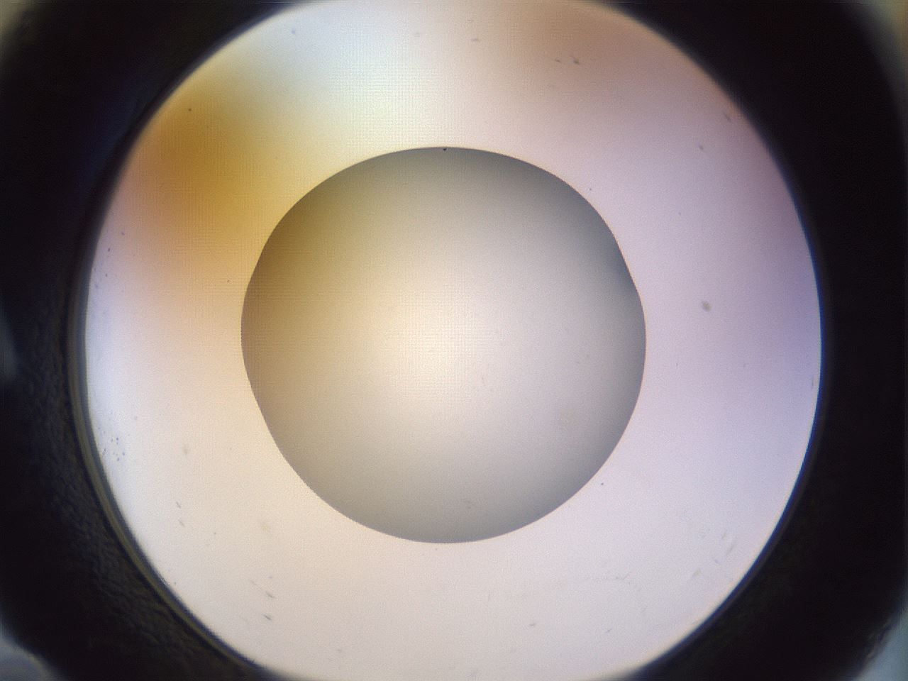 folderID504_plateID1504_batchID5939_wellNum10_profileID1_d1_r95546_ef.jpg