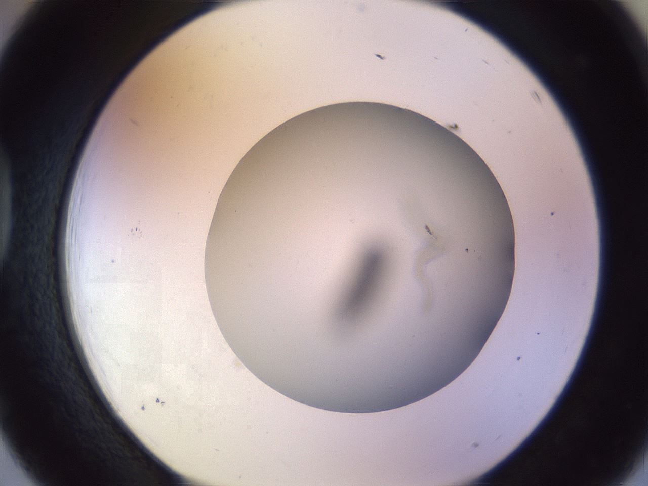 folderID504_plateID1504_batchID5939_wellNum39_profileID1_d1_r95575_ef.jpg
