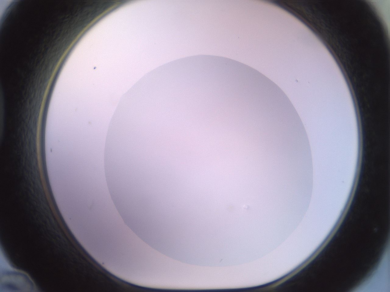 folderID504_plateID2504_batchID12087_wellNum48_profileID1_d1_r188491_ef.jpg
