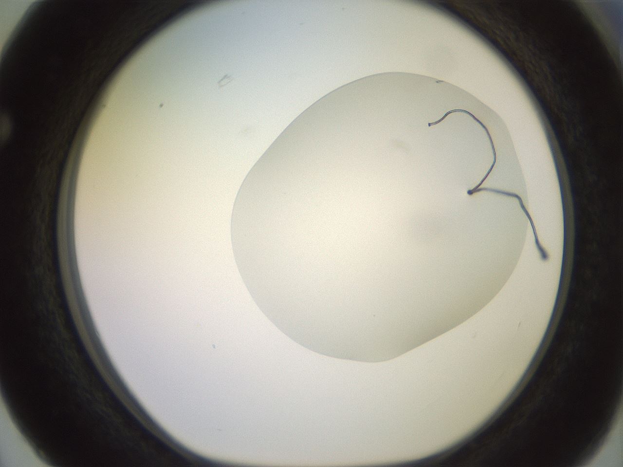 folderID504_plateID2504_batchID12087_wellNum63_profileID1_d1_r188506_ef.jpg