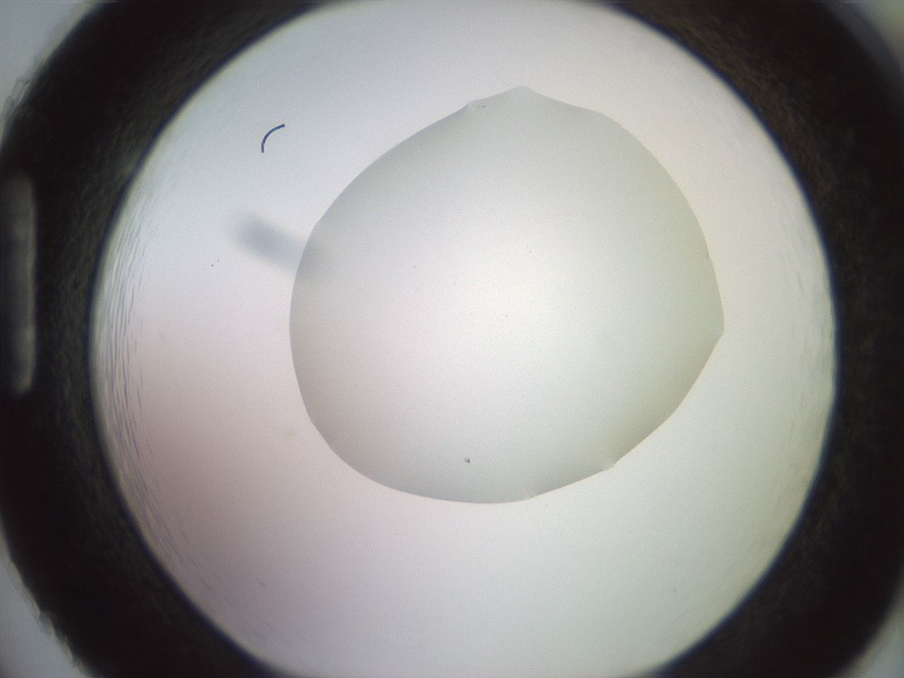 folderID504_plateID2504_batchID12087_wellNum86_profileID1_d1_r188529_ef.jpg