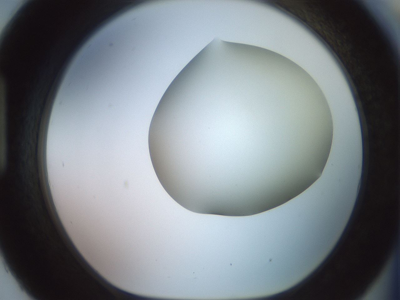 folderID504_plateID2504_batchID12087_wellNum93_profileID1_d1_r188536_ef.jpg