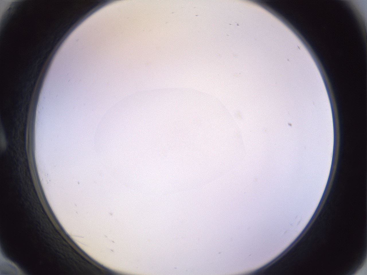 folderID505_plateID1505_batchID5927_wellNum10_profileID1_d1_r95258_ef.jpg