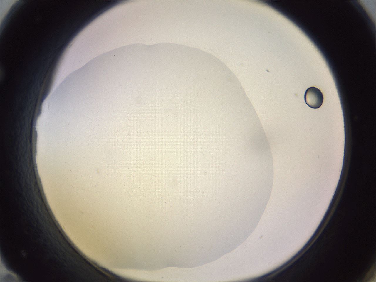 folderID505_plateID1505_batchID5934_wellNum71_profileID1_d1_r95319_ef.jpg
