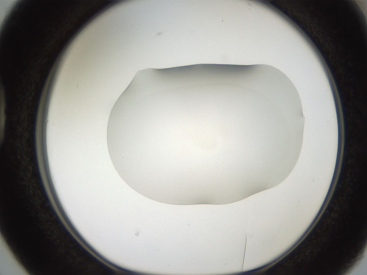 folderID505_plateID2505_batchID12086_wellNum38_profileID1_d1_r188385_ef.jpg