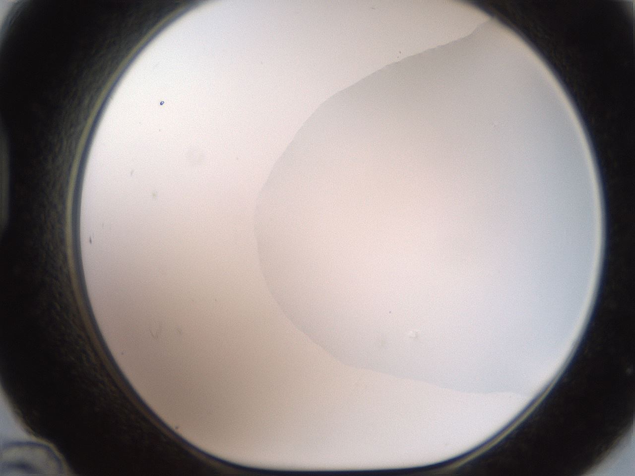 folderID505_plateID2505_batchID12086_wellNum48_profileID1_d1_r188395_ef.jpg