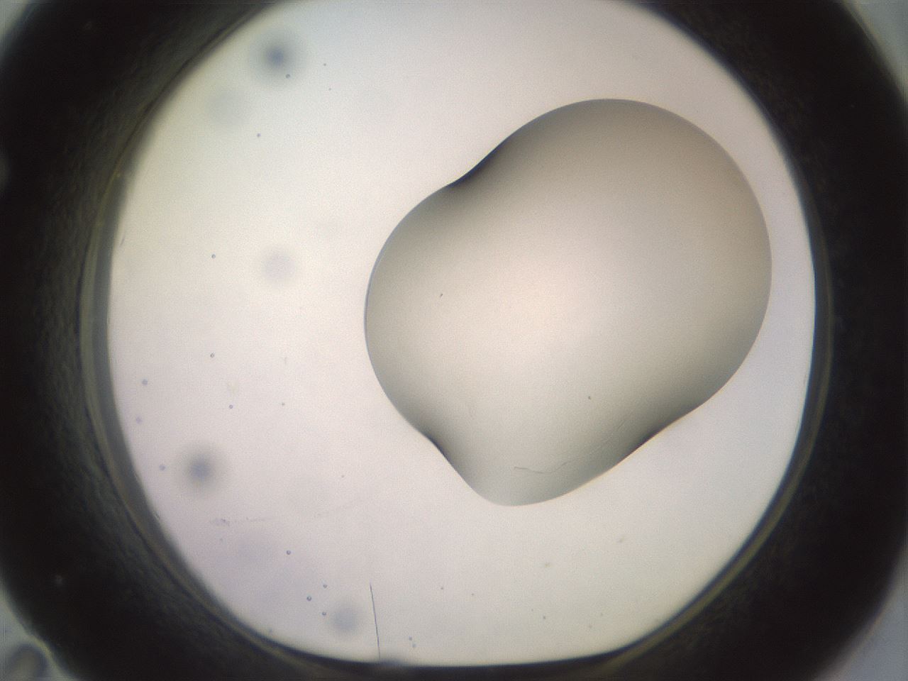 folderID504_plateID2504_batchID12087_wellNum71_profileID1_d1_r188514_ef.jpg