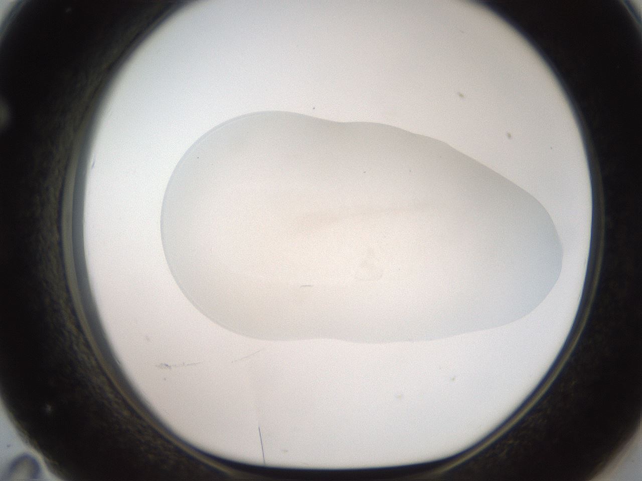 folderID505_plateID2505_batchID12086_wellNum71_profileID1_d1_r188418_ef.jpg