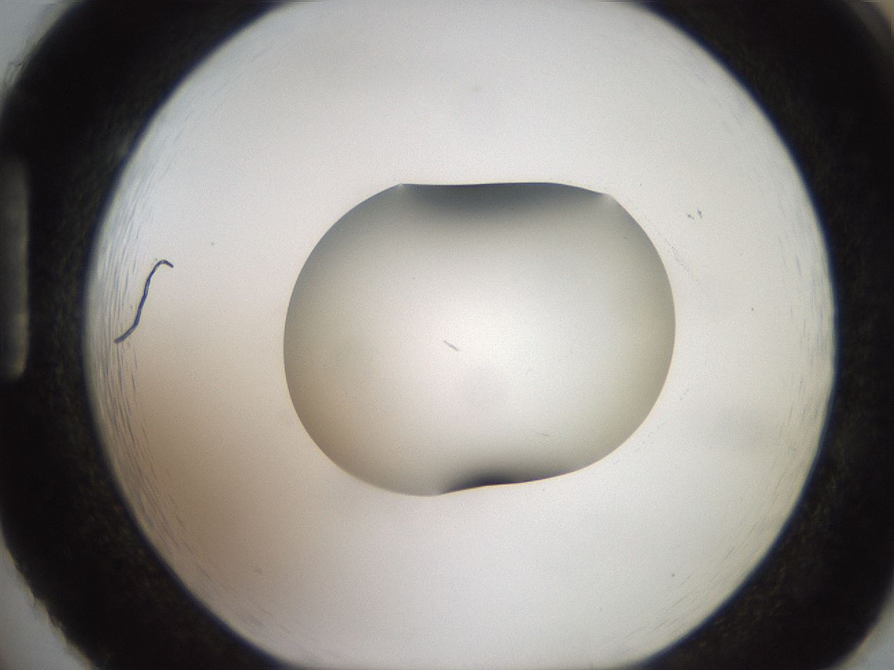 folderID505_plateID2505_batchID12086_wellNum86_profileID1_d1_r188433_ef.jpg