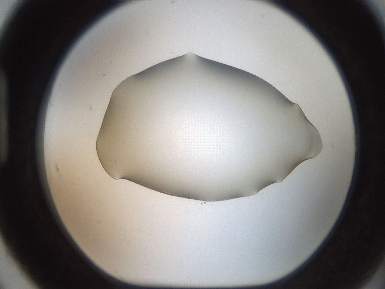 folderID505_plateID2505_batchID12086_wellNum91_profileID1_d1_r188438_ef.jpg