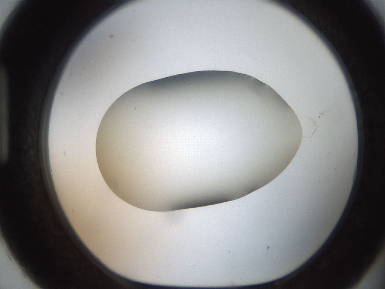 folderID505_plateID2505_batchID12086_wellNum93_profileID1_d1_r188440_ef.jpg