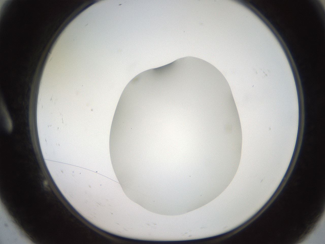 folderID505_plateID2505_batchID12086_wellNum9_profileID1_d1_r188356_ef.jpg