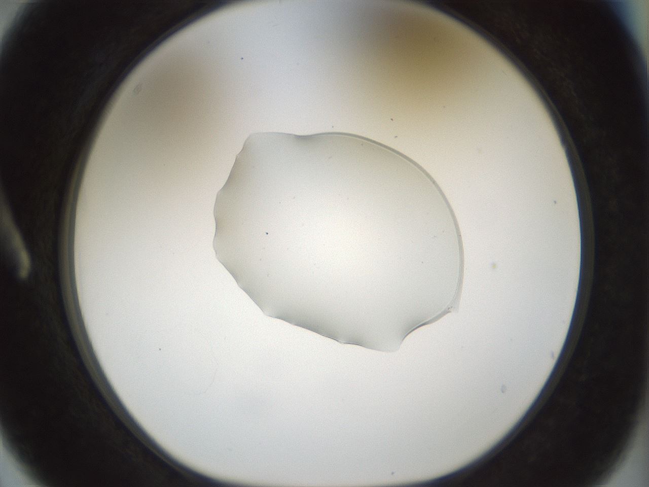 folderID506_plateID1506_batchID5911_wellNum3_profileID1_d1_r96019_ef.jpg