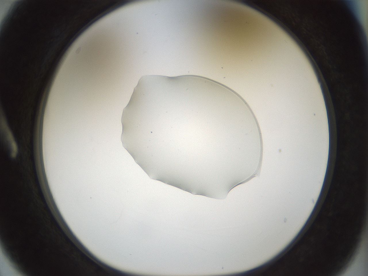 folderID506_plateID1506_batchID5944_wellNum3_profileID1_d1_r96019_ef.jpg