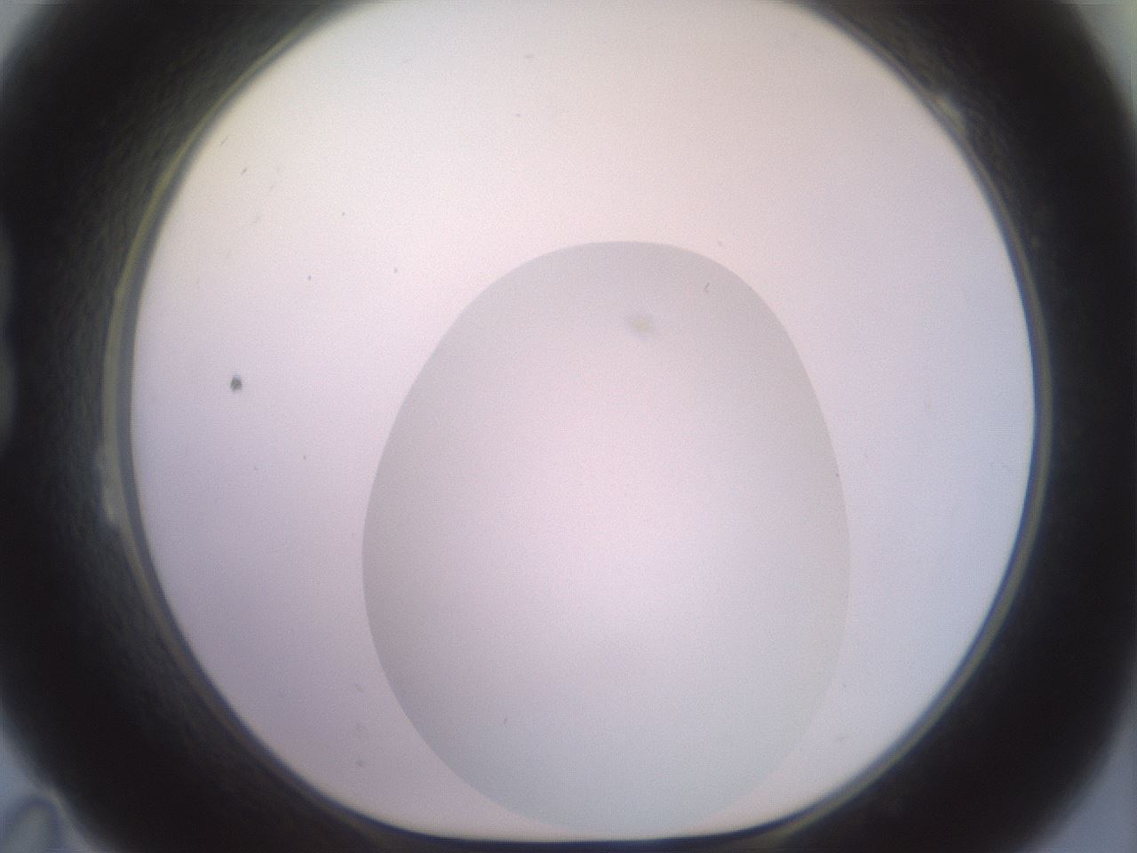 folderID506_plateID2506_batchID12090_wellNum23_profileID1_d1_r188658_ef.jpg