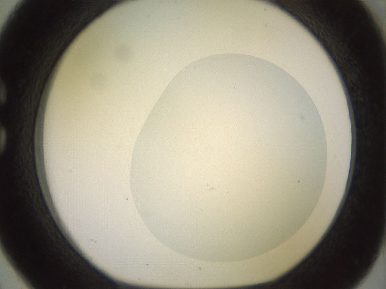 folderID506_plateID2506_batchID12090_wellNum26_profileID1_d1_r188661_ef.jpg