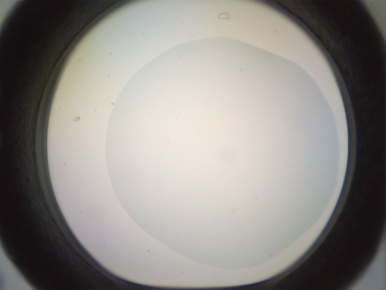 folderID506_plateID2506_batchID12090_wellNum31_profileID1_d1_r188666_ef.jpg