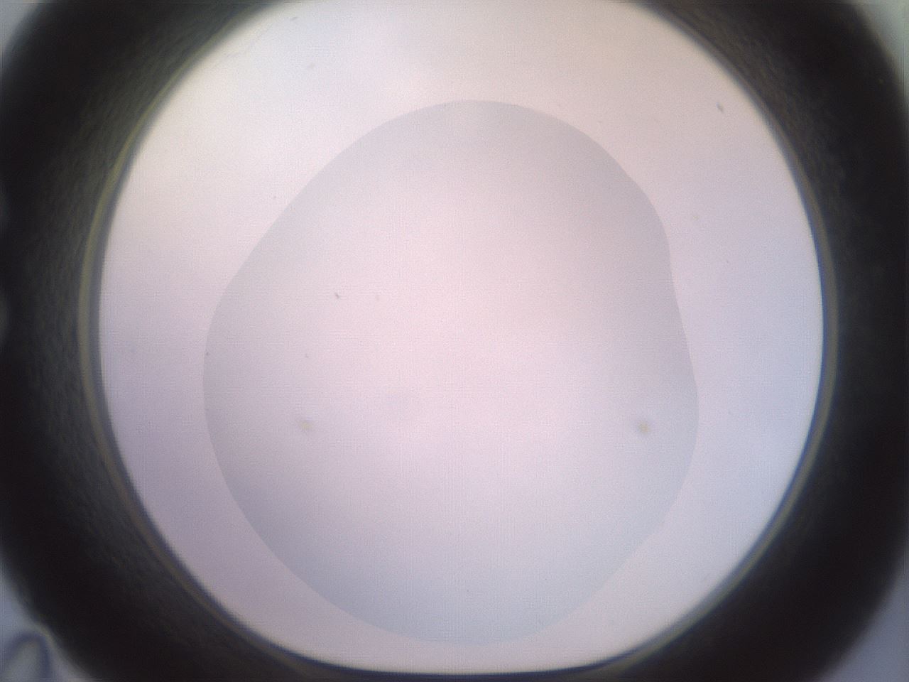 folderID506_plateID2506_batchID12090_wellNum35_profileID1_d1_r188670_ef.jpg
