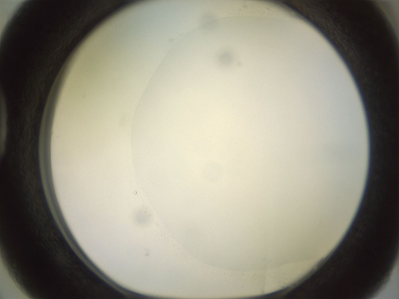 folderID506_plateID2506_batchID12090_wellNum38_profileID1_d1_r188673_ef.jpg