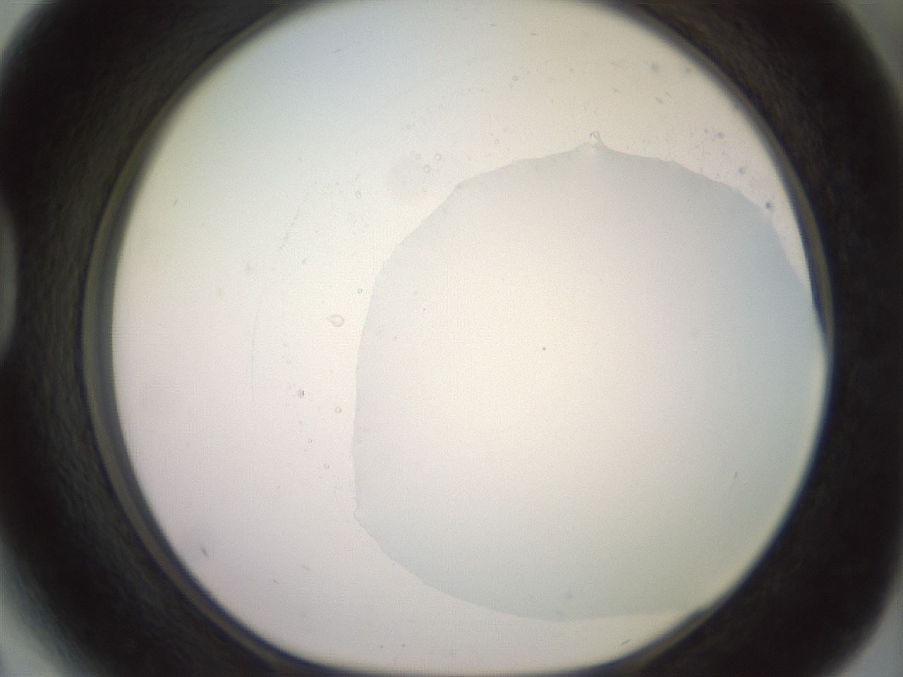 folderID506_plateID2506_batchID12090_wellNum41_profileID1_d1_r188676_ef.jpg