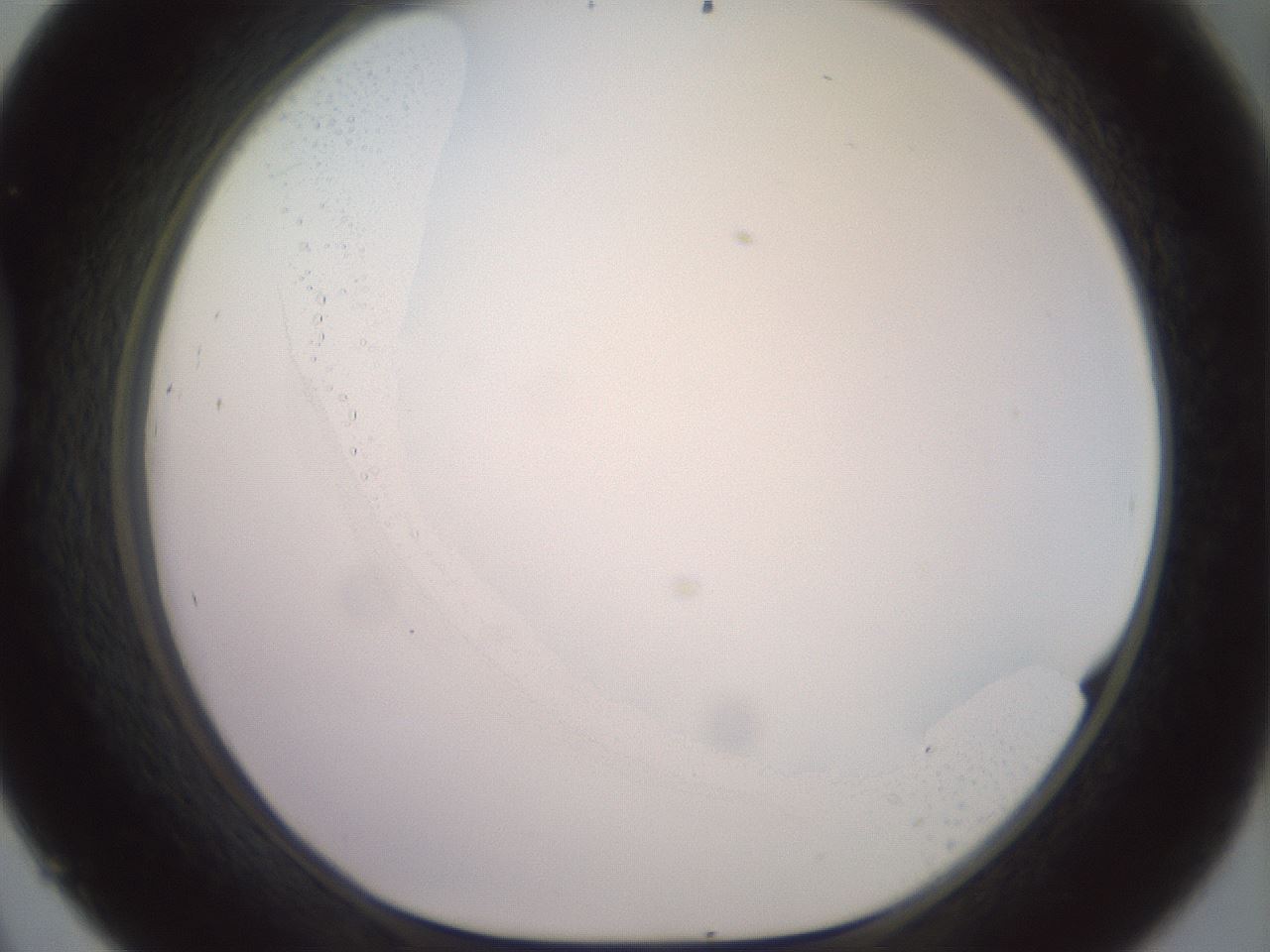 folderID506_plateID2506_batchID12090_wellNum45_profileID1_d1_r188680_ef.jpg