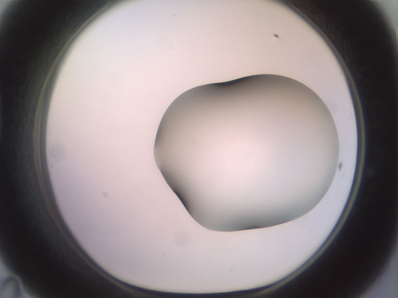 folderID506_plateID2506_batchID12090_wellNum47_profileID1_d1_r188682_ef.jpg