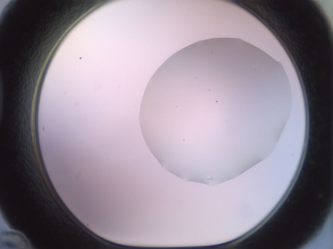 folderID506_plateID2506_batchID12090_wellNum48_profileID1_d1_r188683_ef.jpg