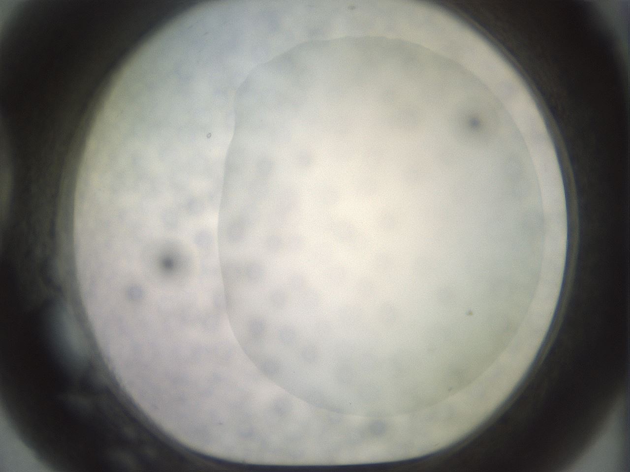 folderID506_plateID2506_batchID12090_wellNum56_profileID1_d1_r188691_ef.jpg